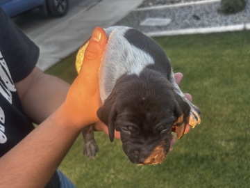 German shorthaired pointer puppies 