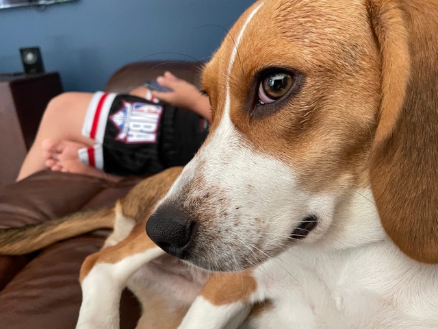Beagle – Lola