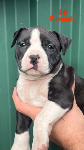 American Staffordshire Terrier – American Staffy