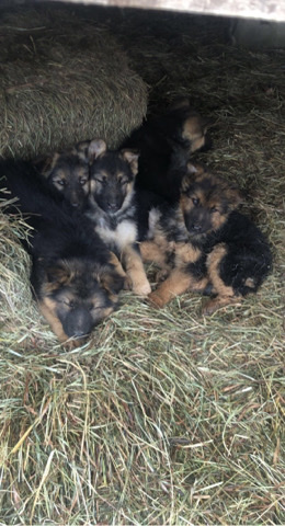 German Shepherd – German shepherd