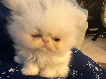 Persian (Modern) – 2 white persian kittens – Miami