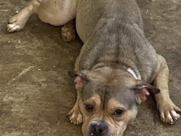 Bullies For sale one girl two boys