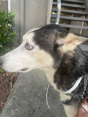 Siberian Husky – German Shepard/ Husky