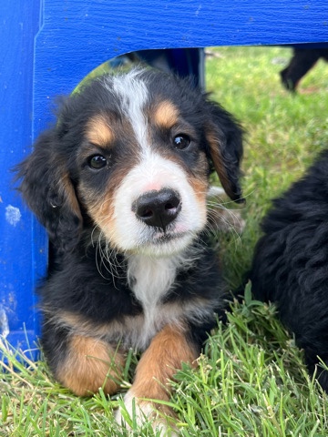 Bernedoodle Puppy