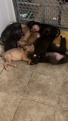 American Pit Bull Terrier – Pocket Bully Puppies