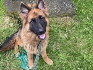 German Shepherd – German Shepard 7 months old – Oldham