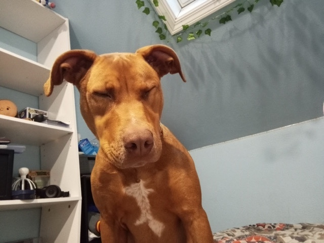 Doberman/American bully