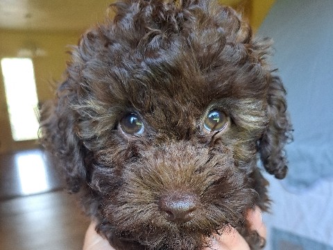 Poodle – 2 Toy Poodle Puppies – Clarksville