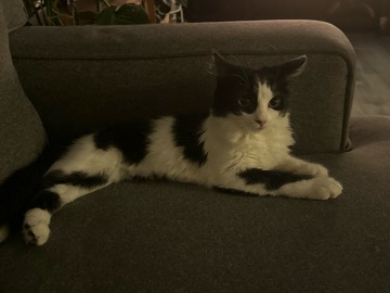 Kitten, Nyla 💗 – Gresham