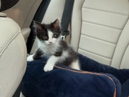 Kitten, Nyla 💗 – Gresham