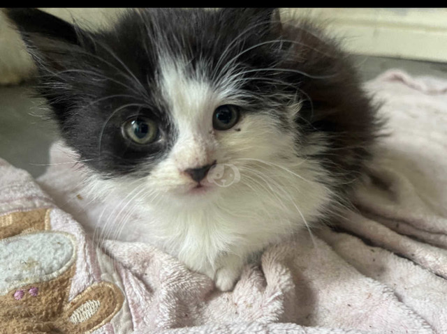 British Longhair – 4 long haired kittens