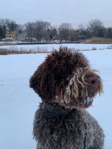 Lagotto Romagnolo – Lagotto Romagnolo for sale