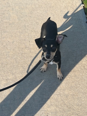 Chihuahua – shadow
