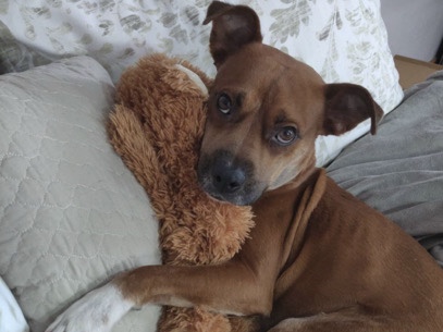 Urgent Rehome – El Paso