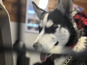 full bread husky