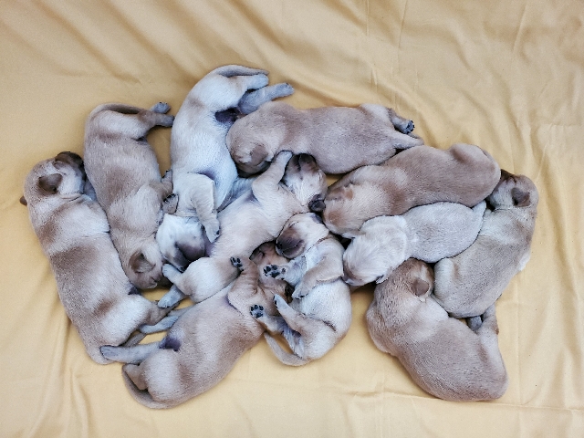 Golden Retriever – Golden retriever puppies born 05/14/23