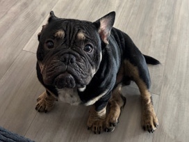 French Bulldog – blackie – Los Angeles