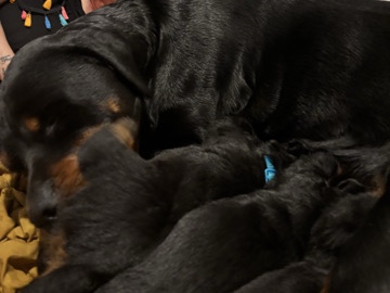 Rottweiler – Rottweiler – Daventry