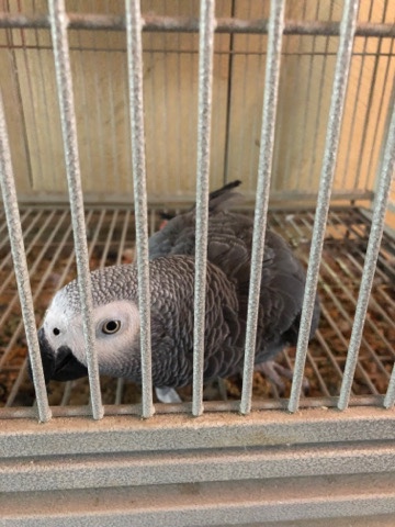 African Grey