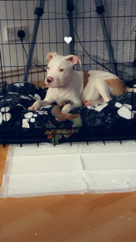 American Bulldog – rockie