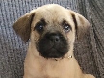 pugzu cross Frug puppies 
