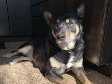 Australian Cattle Dog – Ellie is a happy mixed breed – Grand Rapids