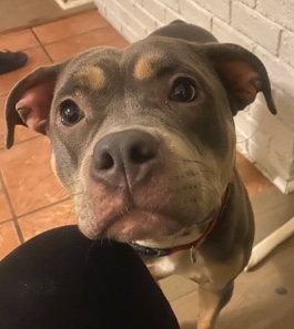 Bulldog – Kash needs a new loving home!
