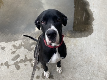 Great Dane – prince/Great Dane – Oto