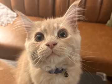 Maine Coon – 🐾Male Mainecoon/Persian Mix 🐾 – Bluffdale