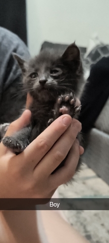 kittens for free