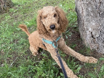 Goldendoodle – golden doodle Needs new home fast!! – Spanaway