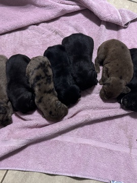 Labrador Retriever – Pups for rehoming – Indio