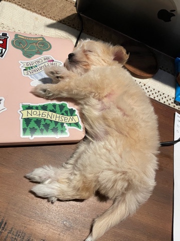 Maltese – Milo