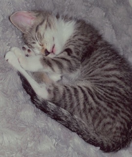 American Wirehair – Feline Kitten in need of a home