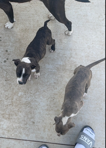 American Pit Bull Terrier – Pit Bull puppies