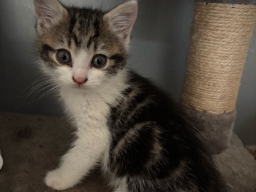 adorable kittens for sale, collection anyday – London