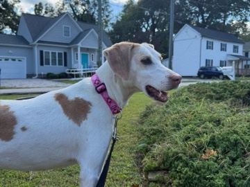 Mixed Breed – Friendly Senior Mixed Breed Dog for Adoption – 10 Years Old – Petersburg