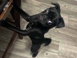 Pug – pug  dog – Houston