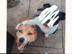 Staffordshire Bull Terrier – staffy for sale