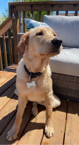 Golden Retriever – Rehoming Beautiful Puppy