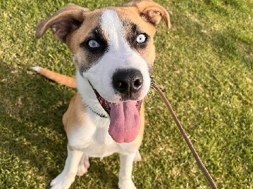 Siberian Husky – Calm, cute handsome puppy needs s new home – Irvine