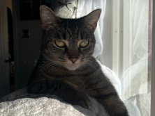 domestic short hair with brown mackerel tabby – Dearborn