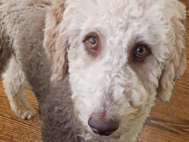 Bernese Mountain Dog - Bernese Mountain Dog available for adoption in Woodbridge