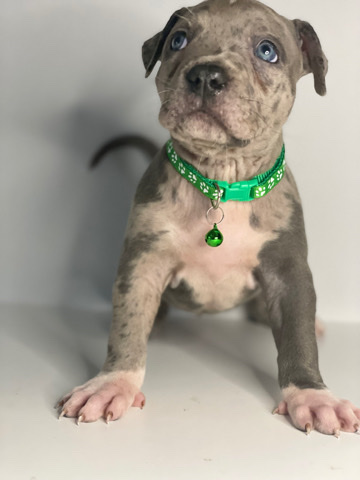 American bully xl