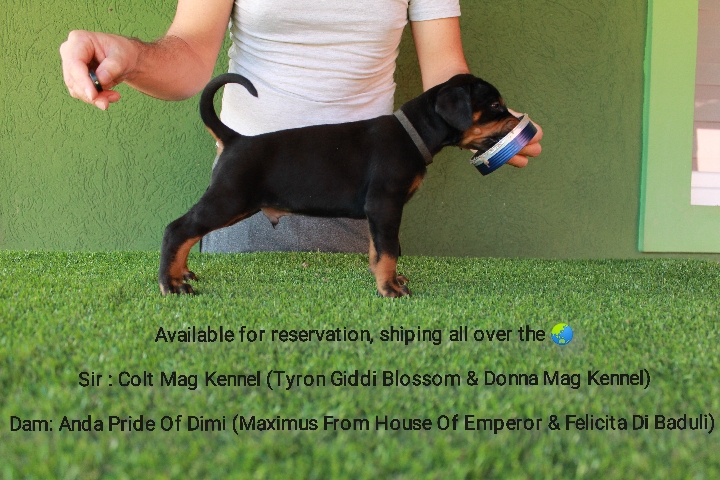 Doberman Pinscher – doberman puppy
