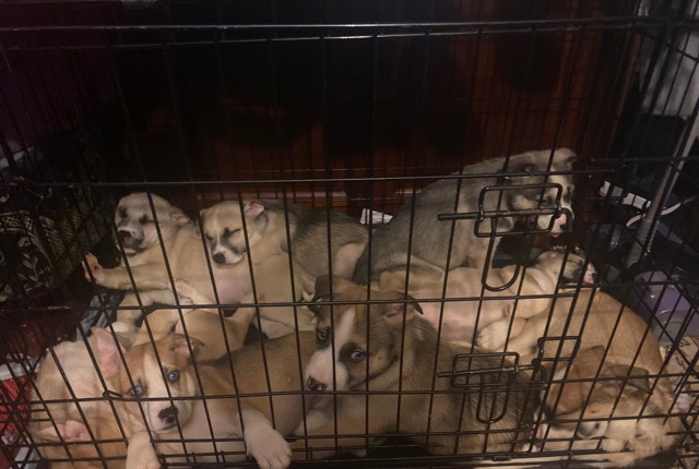 Siberian Husky – Pitskies
