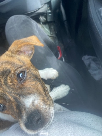 adorable jack Russell sale