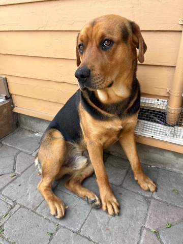 Rottweiler – Rottweiler Mix