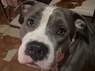 Bull Terrier – Full breed blue nose American bully – New York