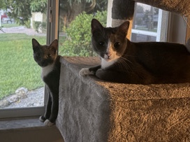 Friendly Bonded Pair of Cats – 1 Year Old – Fort Myers – Fort Myers